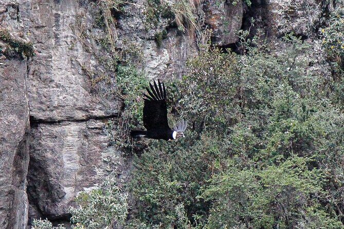 Private Tour to spotting condors at Antisana volcano all included - Authentic Experiences Shared by Travelers