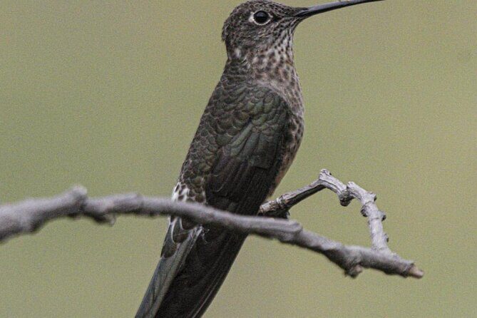Private Tour to spotting condors at Antisana volcano all included - Key Points