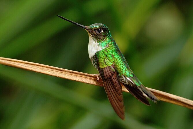 Private Tour to the Hummingbird Reserve and visit to the Middle of the World from Quito - Exploring the Day in Detail