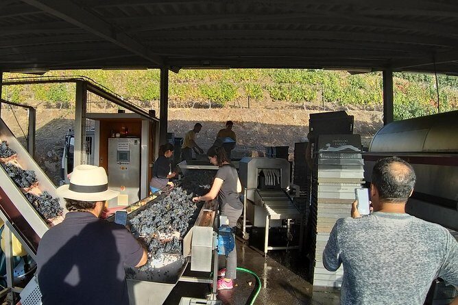 Private Tour to the rock art of Côa Park, Pinhão and Winery - The Sum Up