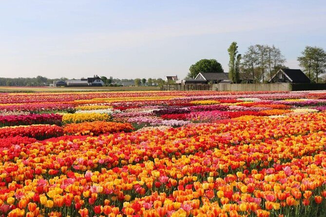 Private Tour to the Tulip Experience with Keukenhof Visit - Practical Details: What to Expect