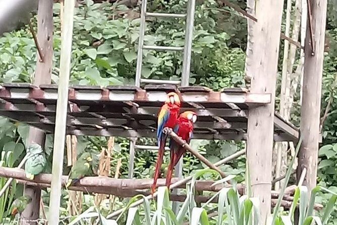 Private Tour to the Yungas Coroico The Death Route from La Paz - A Deep Dive into the Tour Experience