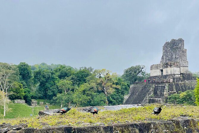 Private Tour to Tikal from Flores, all included. - Key Points
