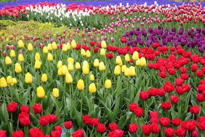 Private Tour to Tulips, Keukenhof, Windmills & Cheese Farm - Exploring the Tour: A Deep Dive into the Dutch Experience
