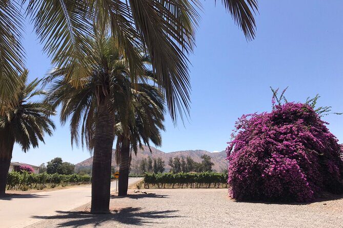 Private Tour to Viña Santa Rita - Final Thoughts