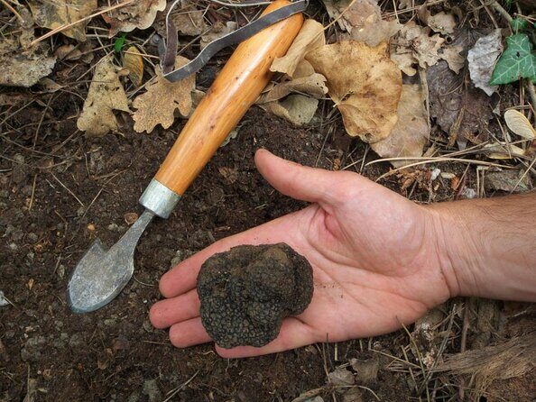 Private Tour: Truffle-Hunting Experience from Sorrento with Lunch - A Delicious Day of Truffle Hunting in Sorrento