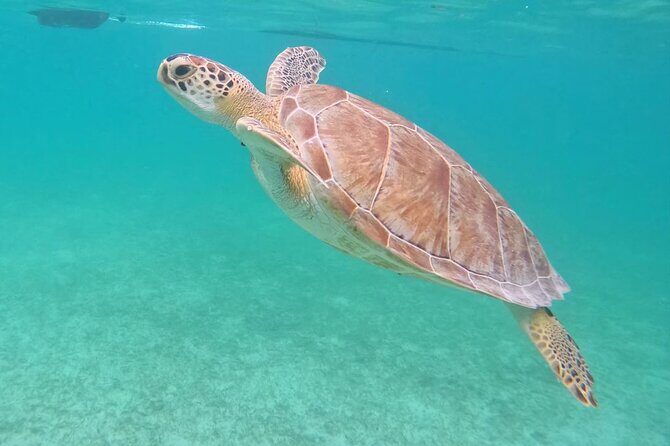 Private Tour: Turtle Swim & Underground Cenote - Exploring the Itinerary: A Journey Through Riviera Maya’s Natural Wonders