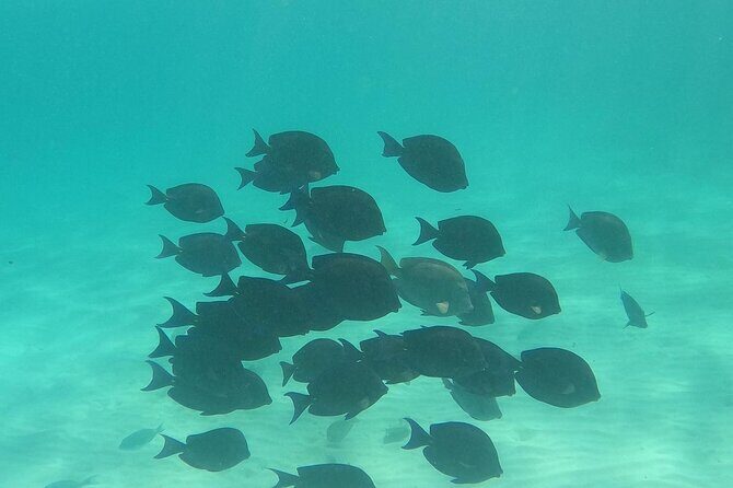 Private Tour: Turtle Swim & Underground Cenote - Transportation and Practicalities