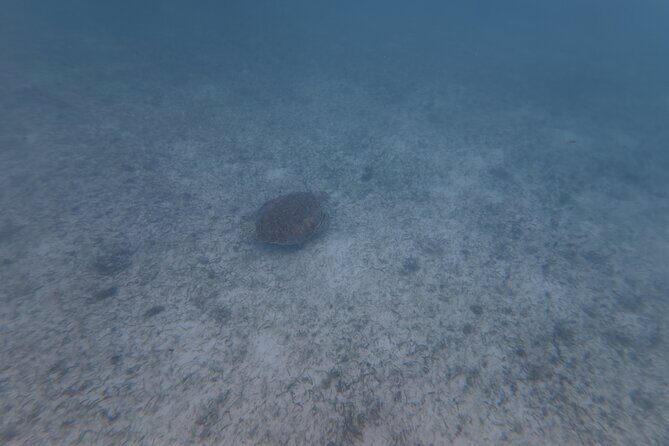 Private Tour: Turtle Swim & Underground Cenote - Who Is This Tour Best For?