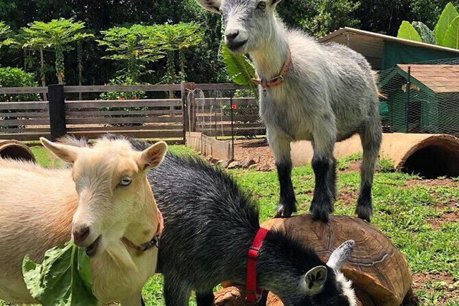 PRIVATE TOUR-Ultimate North Shore Experience - Final Thoughts