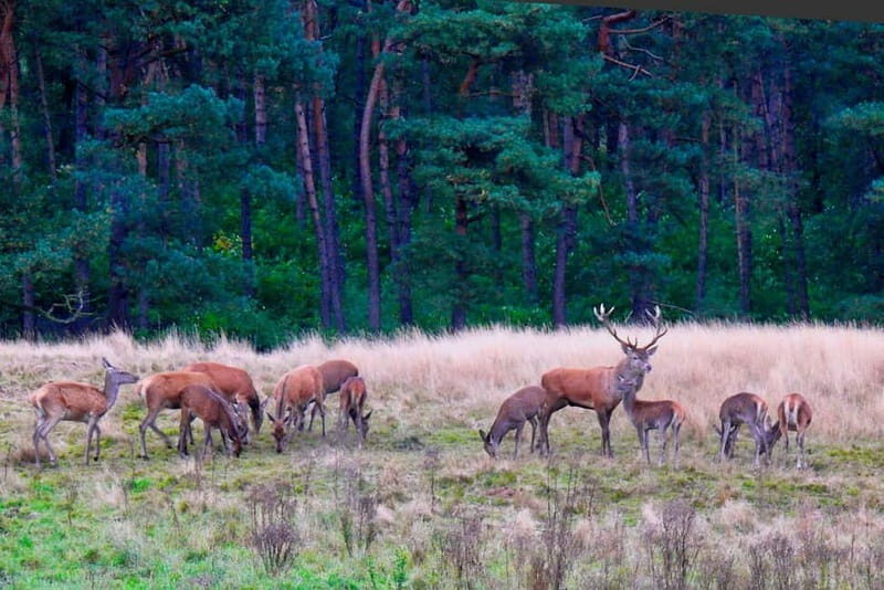 Private Tour Veluwe National Park and Kröller Müller Museum - Practical Details and Value