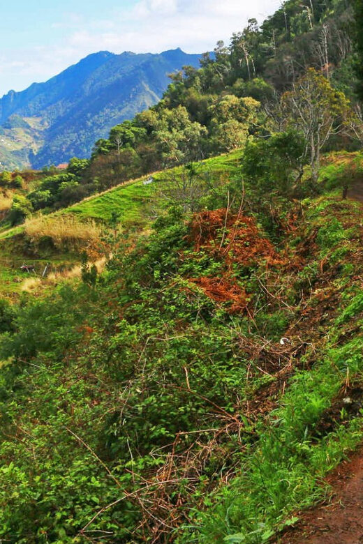 Private Tour VIP - An In-Depth Look at the Private Tour VIP in Madeira