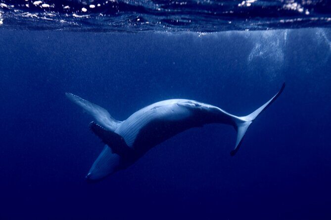 Private tour whale watching and snorkeling in Moorea - An Honest Look at the Experience