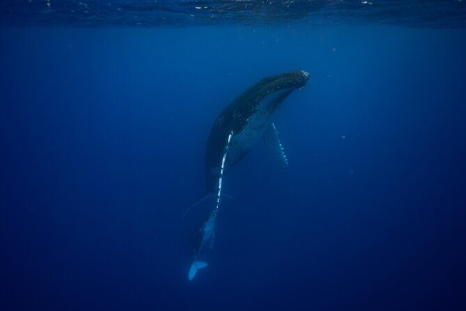 Private tour whale watching and snorkeling in Moorea - Who Will This Tour Suit Best?