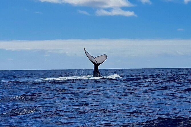 Private tour whale watching and snorkeling in Moorea - Frequently Asked Questions