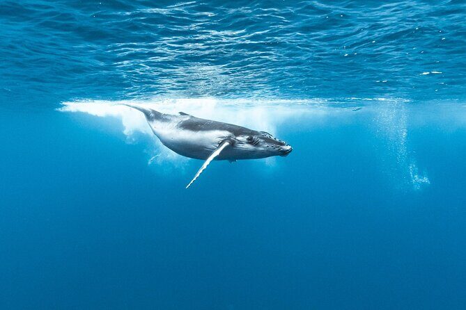 Private tour whale watching and snorkeling in Moorea - Final Thoughts