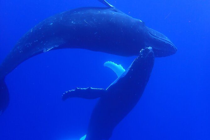 Private Tour Whale Watching - Half Day - An In-Depth Look at the Moorea Whale Watching Experience