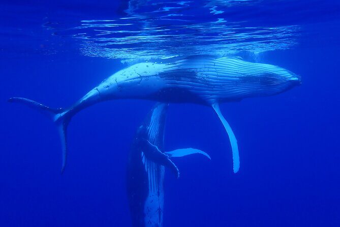 Private Tour Whale Watching - Half Day - FAQ