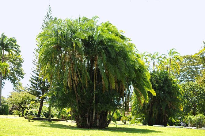 Private Tour with Botanical Gardens, Trafalgar Falls&Morne Bruce - Introduction: Why Choose This Private Tour in Dominica?