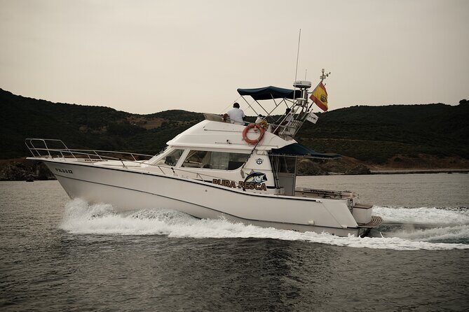 Private Tour with Dolphin Watching in Algeciras Bay - A Close Encounter with Dolphins in Algeciras Bay