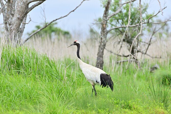 Private Tour with Kushiro Marsh, Tancho, and Local Market - Key Points