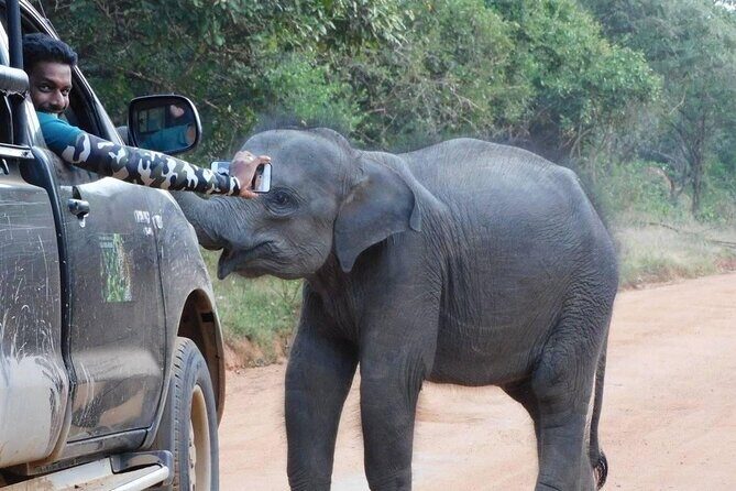 Private Tour : YALA National Park with Experienced Driver and Guide - Who Should Book This Tour?