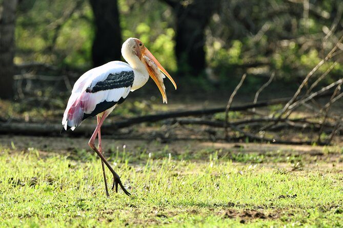 Private Tour : YALA National Park with Experienced Driver and Guide - The Sum Up