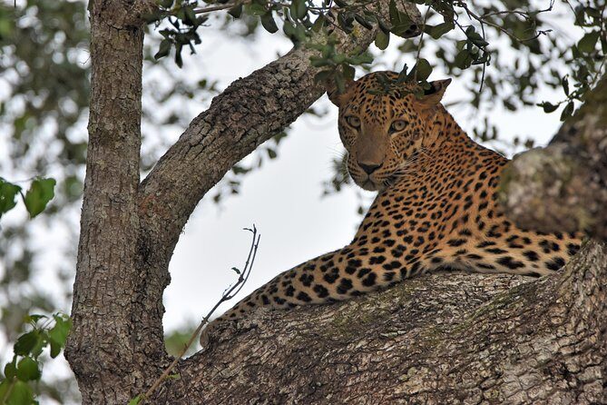Private Tour : YALA National Park with Experienced Driver and Guide - FAQ