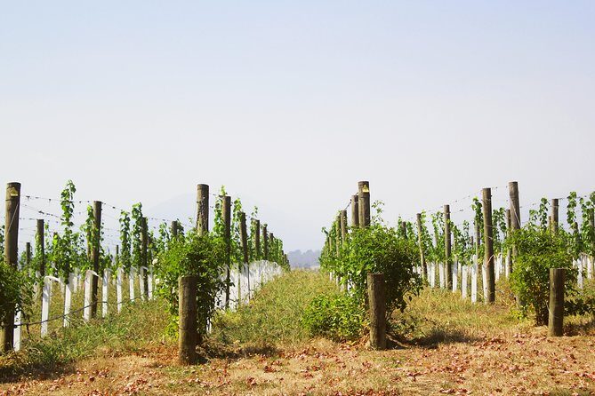 Private Tour: Yarra Valley Wineries with Wine Tastings - A Closer Look at the Yarra Valley Private Wine Tour