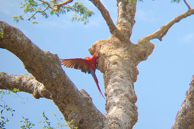 Private tours and transfer Costa Rica - Why We Recommend This Tour