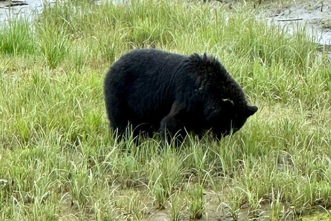 Private Tours for ease, comfort, flexibility, and relaxed pace! - Exploring Ketchikan with a Private Touch