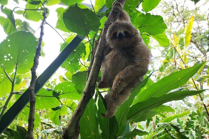 Private tours to Rio Celeste Waterfall and Sloths Sanctuary. - Discovering the Beauty of Costa Rica: Private Tour to Rio Celeste Waterfall and Sloths Sanctuary