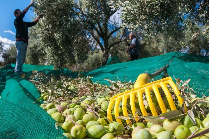 Private Tour:Visit of Agricultural Farm and free time in Olympia - Who Will Love This Tour?