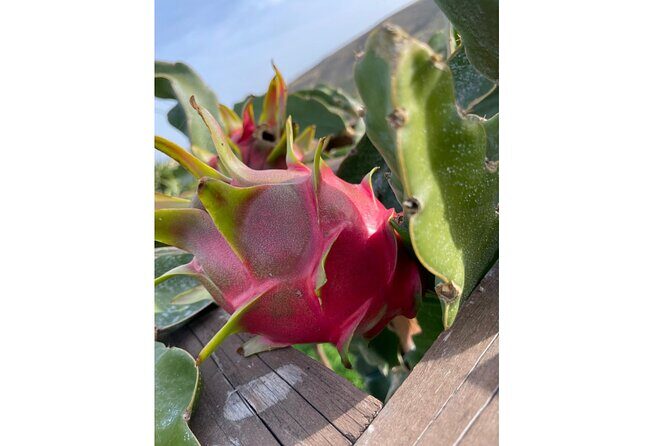 Private Traditional Olive Grove and Dragon Fruit Farm Tour - A Charming Peek Into Crete’s Agricultural Life: Private Olive Grove & Dragon Fruit Farm Tour