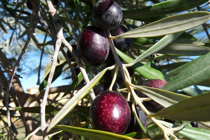 Private Traditional Olive Grove and Dragon Fruit Farm Tour - Practical Details and Tips for Travelers