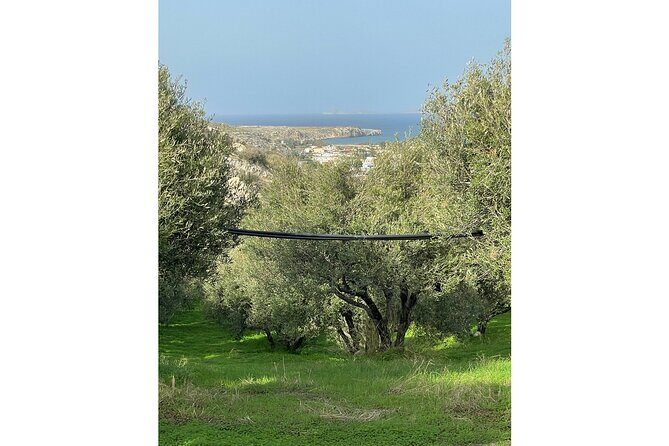 Private Traditional Olive Grove and Dragon Fruit Farm Tour - Why We Love This Experience and Who It’s For