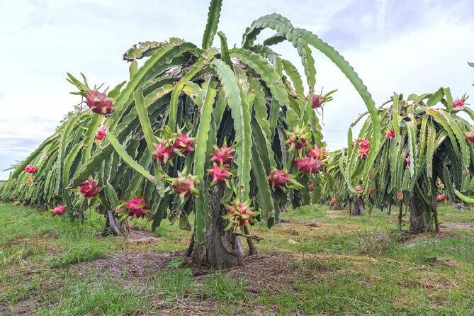 Private Traditional Olive Grove and Dragon Fruit Farm Tour - Final Thoughts