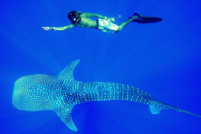 Private Transfer and Whale Watching Tour from Hikkaduwa and Galle - Key Points