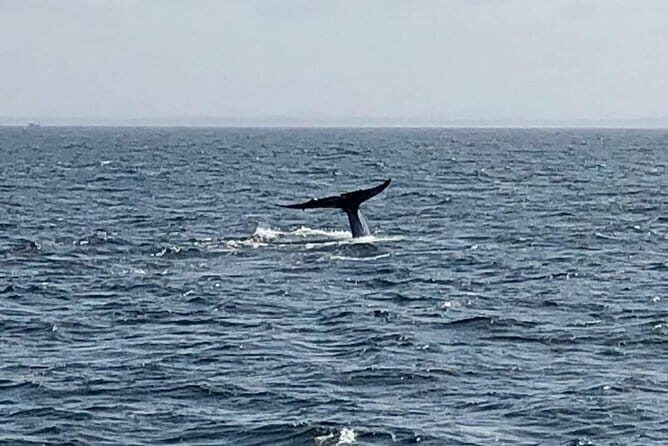 Private Transfer and Whale Watching Tour from Hikkaduwa and Galle - The Marine Life: What You Might See