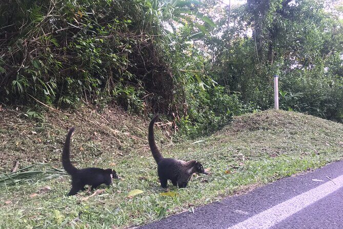 Private Transfer Arenal / La Fortuna town to San Jose Airport (SJO) - Key Points