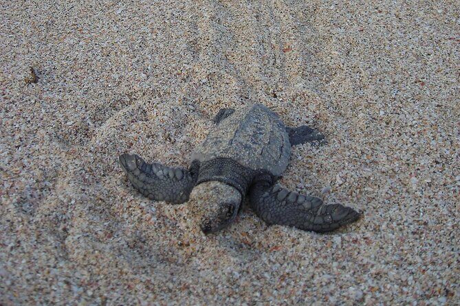 Private Transfer from Liberia Airport to Dreams Las Mareas - Summing Up