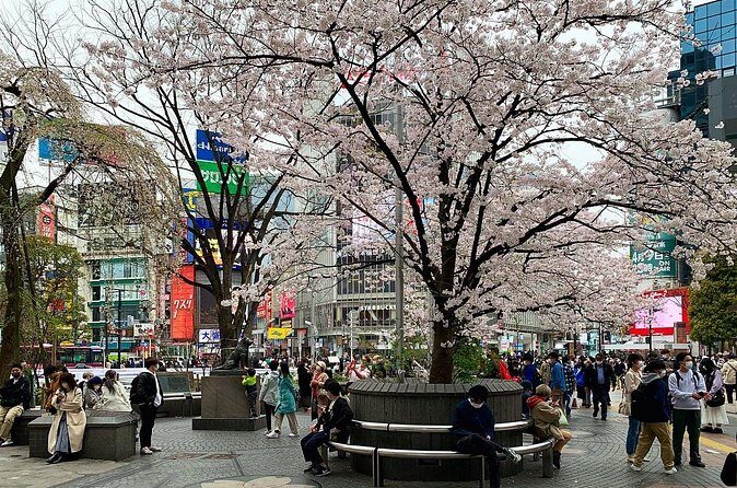 Private Transfer from Narita Airport to Prince Hachi City Japan - Final Thoughts