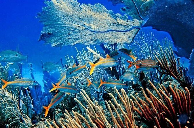 Private Transfer From Punta Cana Airport to Cap Cana, Cabeza de Toro and Bavaro - Who Should Consider This Transfer?