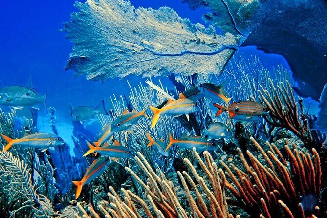 Private Transfer From Punta Cana Airport to Cap Cana, Cabeza de Toro and Bavaro - Frequently Asked Questions (FAQs)