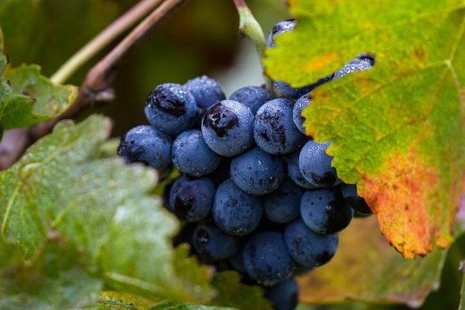 Private transfer from SFO to Napa - The Experience in Detail: What to Expect from SFO to Napa