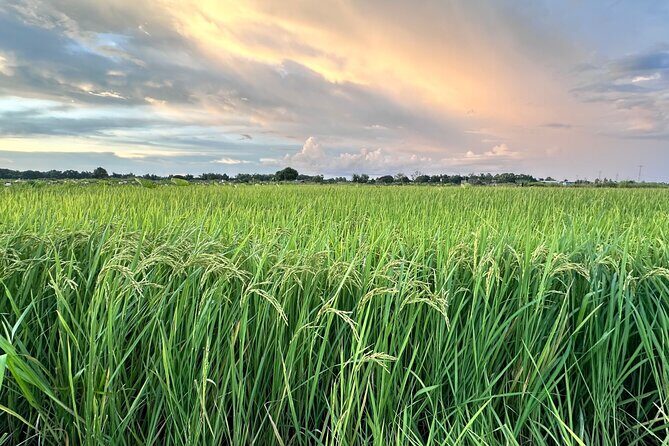 Private Transfer From Siem Reap Airport to Hotel - The Sum Up