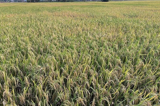 Private Transfer From Siem Reap to Bangkok Thailand - Final Thoughts