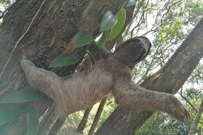 Private Transfer from Tocumen Airport to Gamboa - Key Points