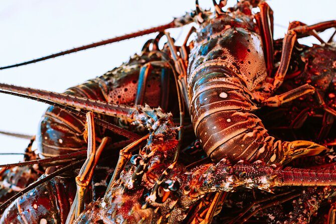 Private Transfer in Punta Cana, Hotels and Airport - Final Thoughts