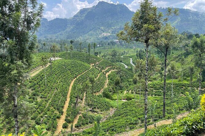 Private Transfer - Kandy to ella drop off and pick up - Final Thoughts